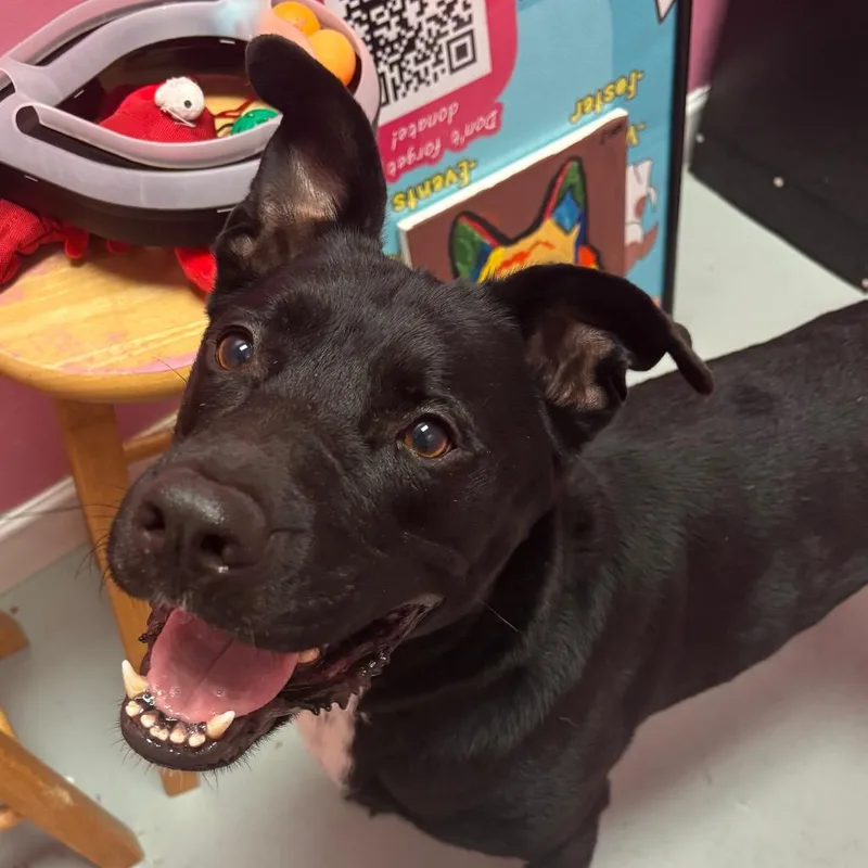 An adult small-sized male Black Labrador Retriever dog named JeanPaul for adoption in Webster, TX