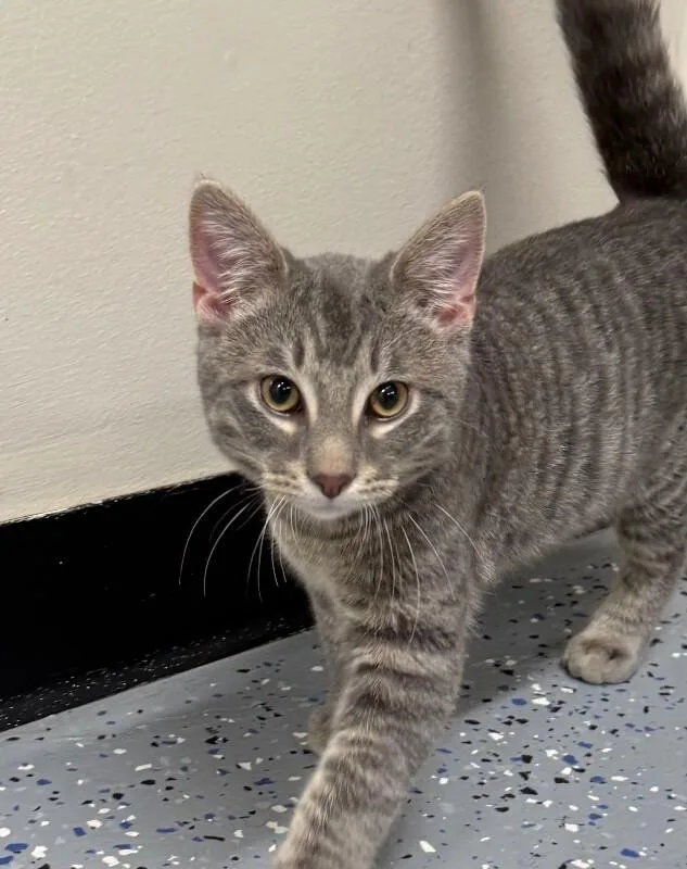 A young medium-sized male Domestic Short Hair cat named Gilligan for adoption in Yankton, SD