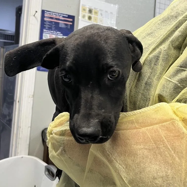 A baby small-sized female Black Mixed Breed dog named Lola for adoption in Marble, NC