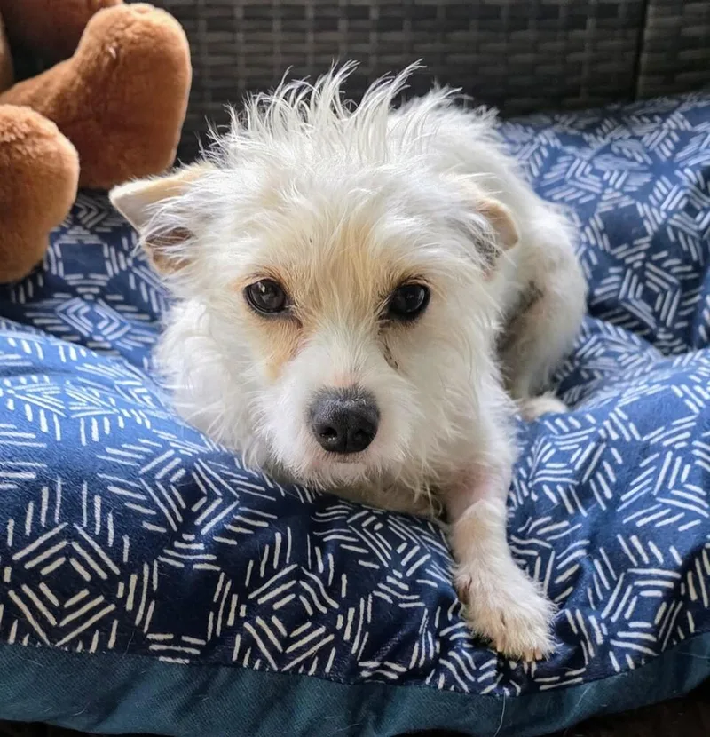 A young small-sized female White / Cream Terrier dog named Estrella for adoption in Gretna, FL