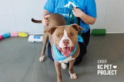 An adult large-sized male Brown / Chocolate Pit Bull Terrier dog named Chief for adoption in Kansas City, MO