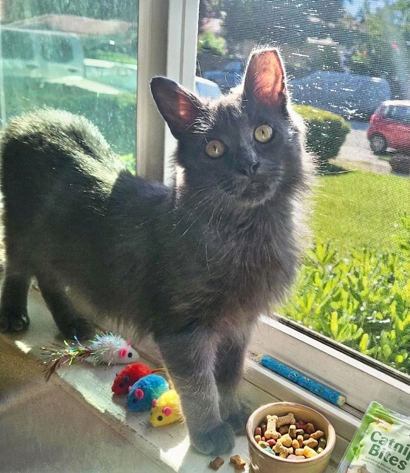 A young medium-sized male Gray / Blue / Silver Domestic Medium Hair cat named Ares for adoption in Fremont, CA