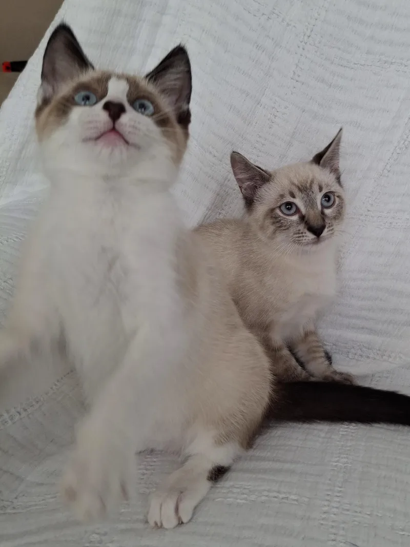 A baby small-sized female Seal Point Siamese cat named Jazzie & Jinx for adoption in Yorba Linda, CA
