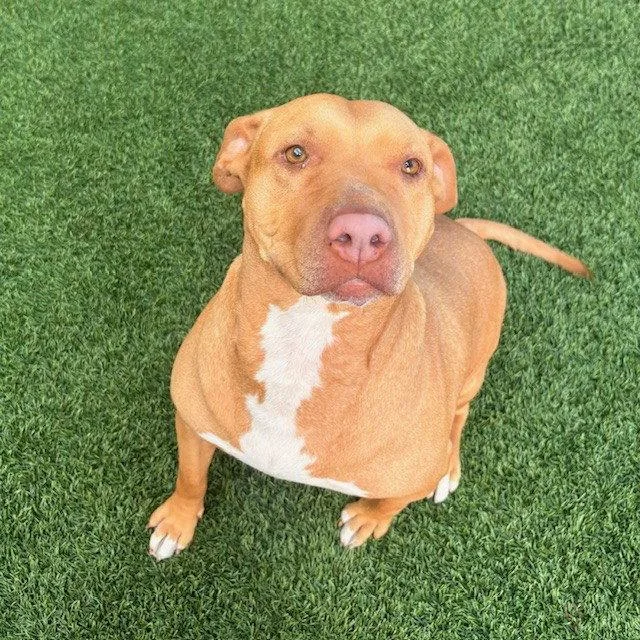 An adult large-sized female Pit Bull Terrier dog named Eleni for adoption in Burlingame, CA