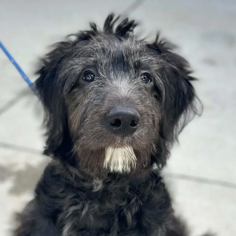 A baby large-sized male Black Labrador Retriever dog named Charlie for adoption in Richmond, VA