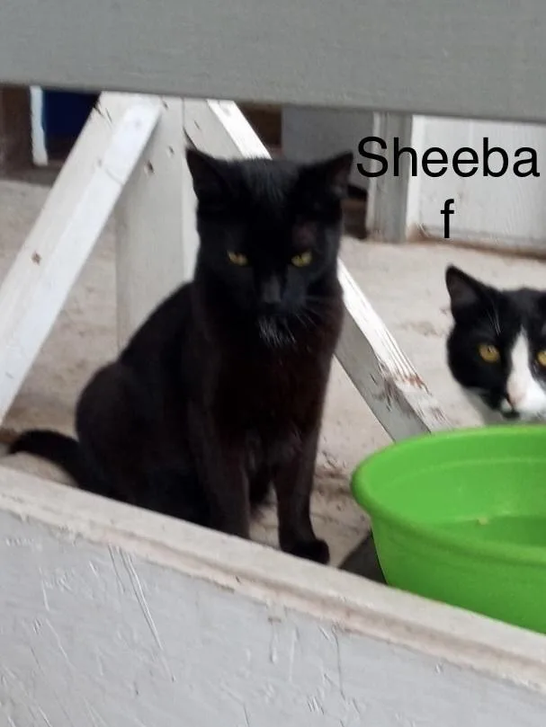 A young small-sized female Domestic Short Hair cat named Sheeba for adoption in Bend, OR
