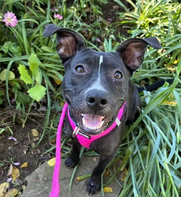 An adult medium-sized female Pit Bull Terrier dog named Graceland for adoption in Germantown, OH