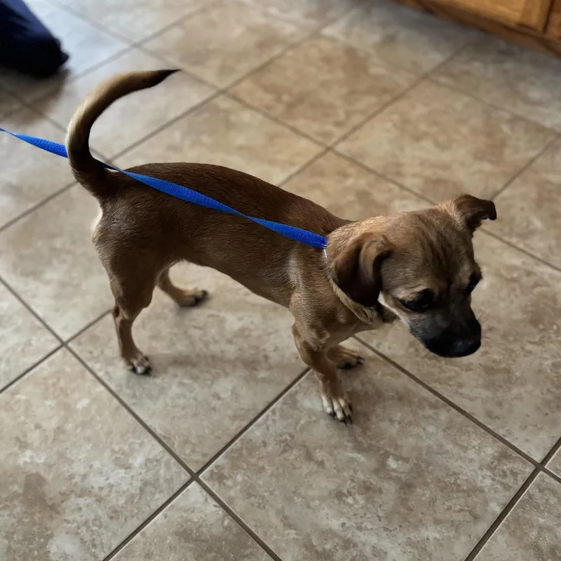 A young small-sized male Brown / Chocolate Chihuahua dog named Murphy for adoption in Avon, OH