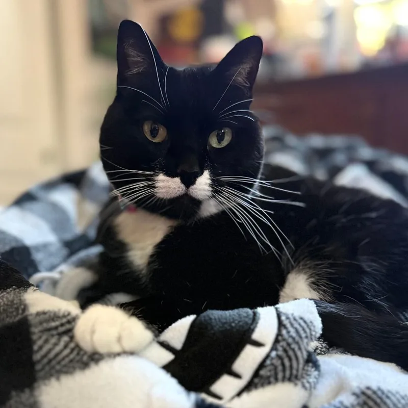 An adult medium-sized female Black Domestic Short Hair cat named Cookie for adoption in Reno, NV