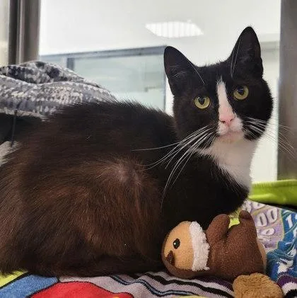 An adult medium-sized female Domestic Short Hair cat named McCrispy for adoption in Akron, OH