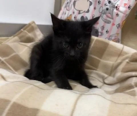 A baby small-sized male Black Domestic Short Hair cat named Flint for adoption in Parlier, CA