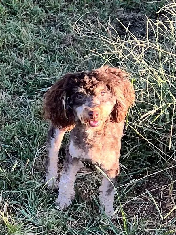 A young small-sized female Poodle (Toy) dog named Buffy for adoption in Woodlawn, TN