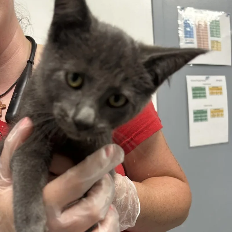 A baby small-sized female Gray / Blue / Silver Domestic Short Hair cat named Luna for adoption in Birmingham, AL