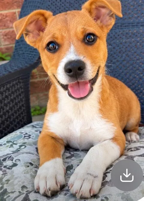 A baby small-sized male Jack Russell Terrier dog named Buster for adoption in Chesterfield, MI