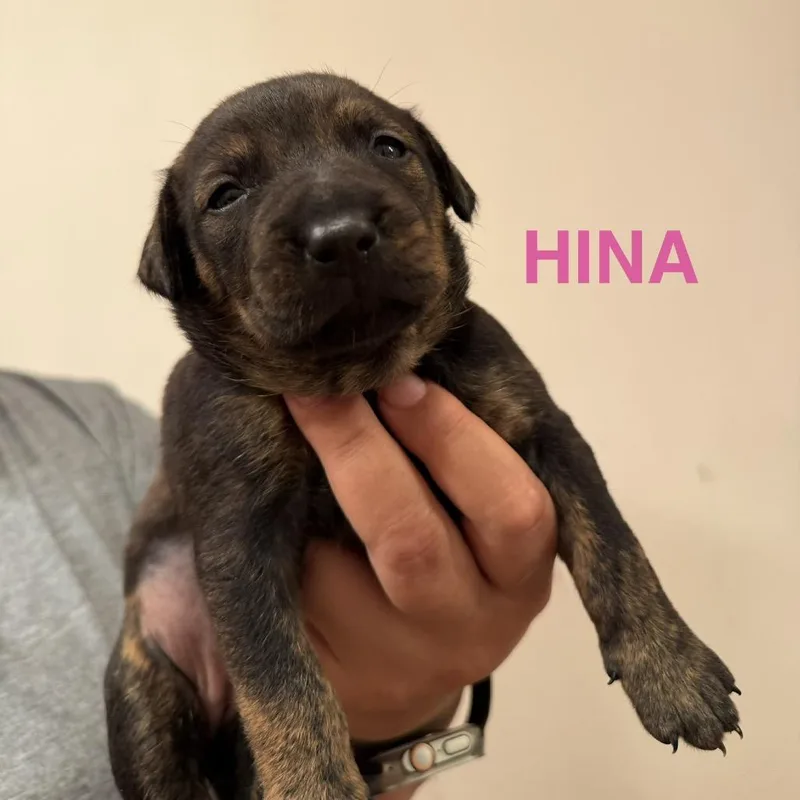 A baby small-sized female Black Mixed Breed dog named Hina for adoption in Keaau, HI