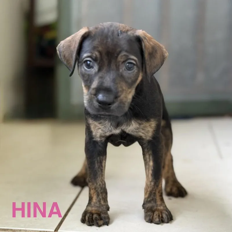 Hina thumbnail 2