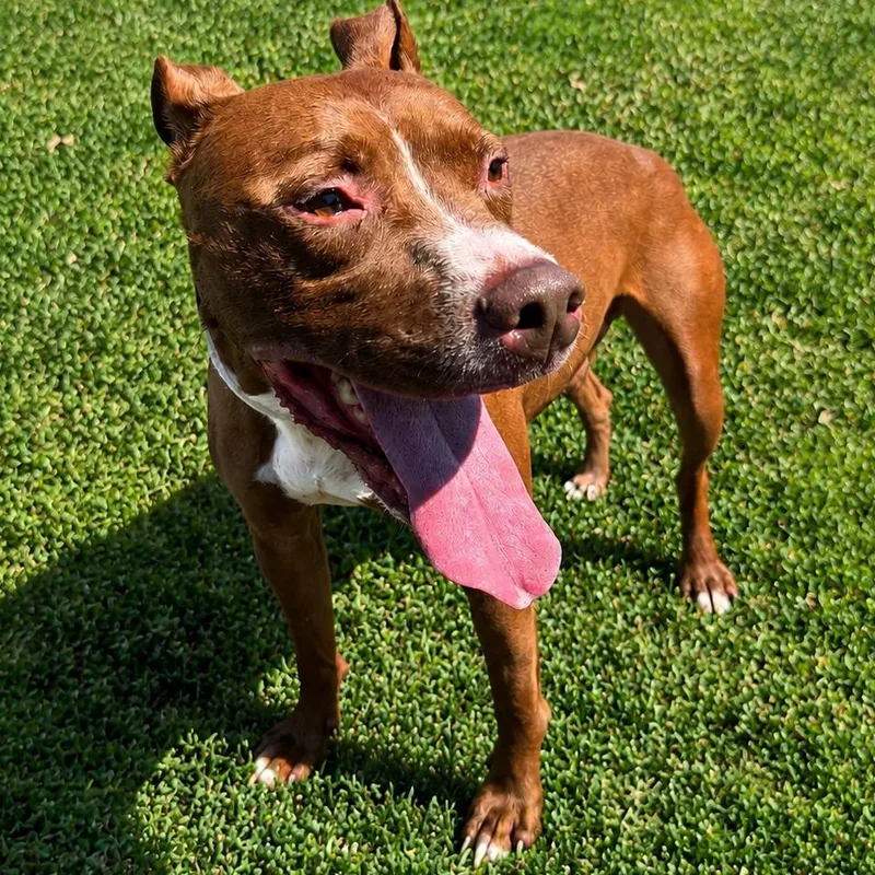 An adult medium-sized male Brown / Chocolate Pit Bull Terrier dog named Ghost for adoption in Jersey city, NJ