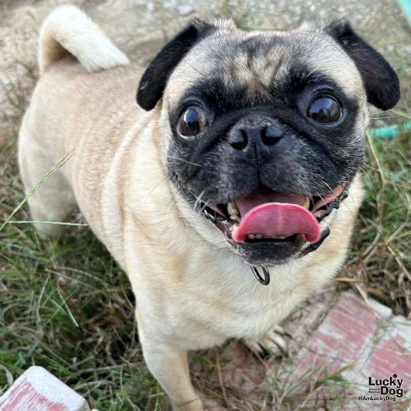 An adult small-sized male Pug dog named Erni for adoption in Washington, DC