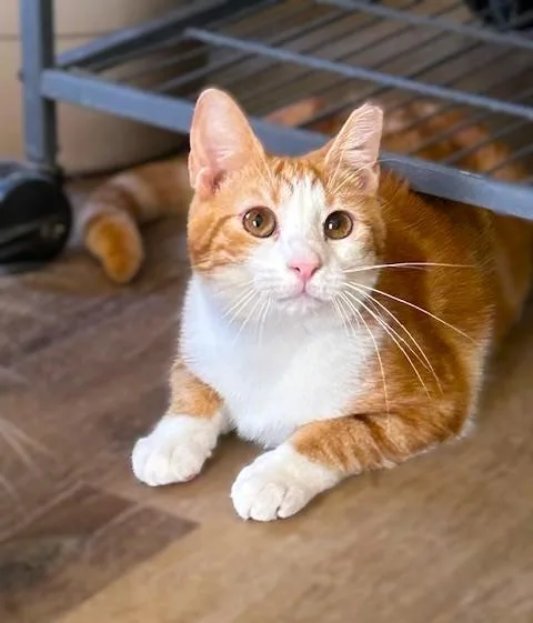 An adult medium-sized female Orange & White Domestic Short Hair cat named Jojo  Goofy Sweetheart for adoption in Lemoyne, PA