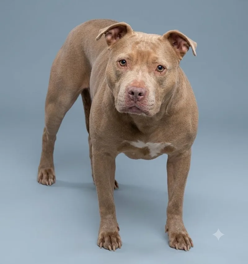An adult medium-sized female Yellow / Tan / Blond / Fawn Pit Bull Terrier dog named Delores for adoption in Wooster, OH