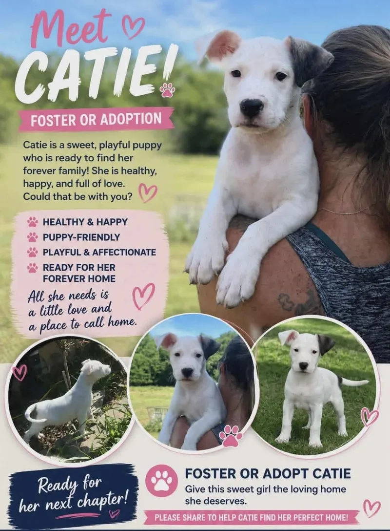 A baby medium-sized female White / Cream Mixed Breed dog named Catie for adoption in East Flat Rock, NC