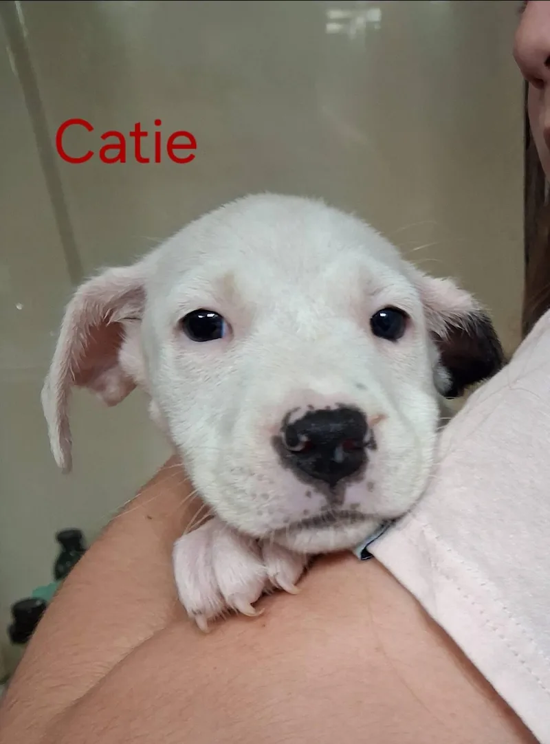 Catie thumbnail 3