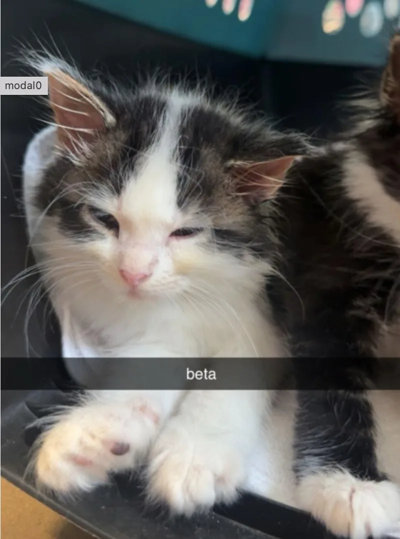 Beta thumbnail 2