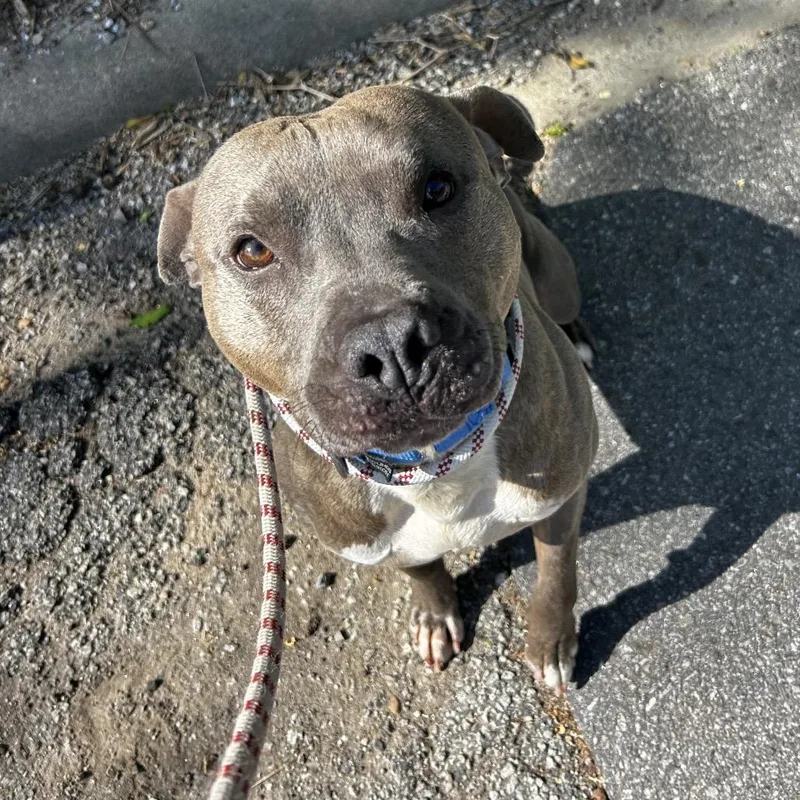 A young medium-sized male Brindle Mixed Breed dog named Hans for adoption in Asheville, NC