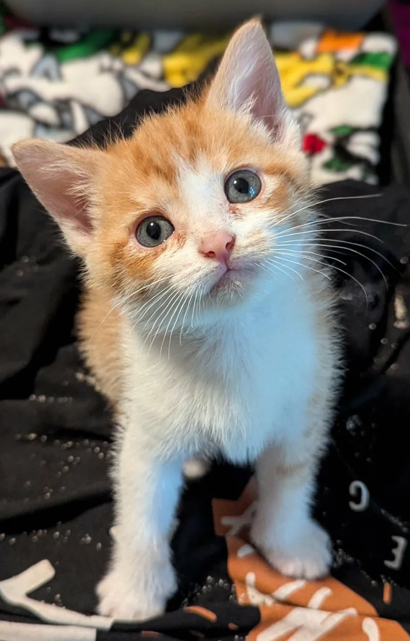 A baby medium-sized female Orange & White Domestic Short Hair cat named Itty Bitty for adoption in Fort Payne, AL