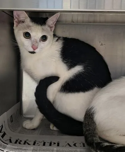 A young medium-sized female Domestic Short Hair cat named Winnie $ for adoption in Seneca, SC