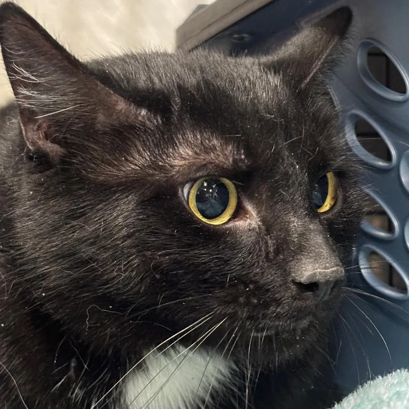 An adult small-sized male Black Domestic Short Hair cat named Astro C for adoption in Napoleon, OH