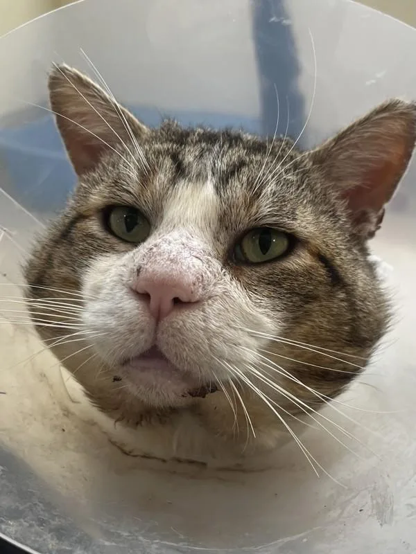 An adult medium-sized male Domestic Short Hair cat named Beanstalk for adoption in Santa Rosa, CA