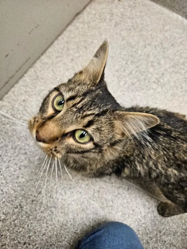 Donald Duck thumbnail 2