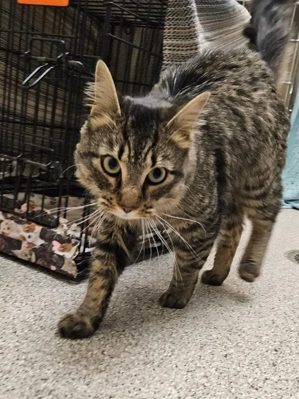 Donald Duck thumbnail 3