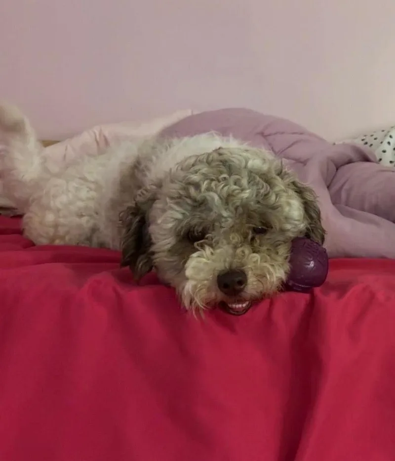 An adult small-sized male Poodle dog named Miles Oodle for adoption in Aurora, IN