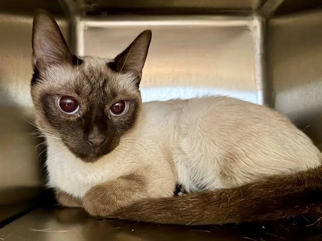 A young small-sized female Siamese cat named Orchid for adoption in Santa Rosa, CA