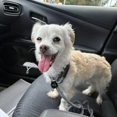 A senior small-sized female White / Cream Chihuahua dog named Buffy for adoption in Rancho Palos Verdes, CA