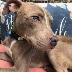 An adult medium-sized male Gray / Blue / Silver Pit Bull Terrier dog named Mickey for adoption in Warrenville, IL