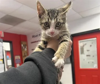 A baby small-sized male Domestic Short Hair cat named Octane for adoption in West Chester, PA