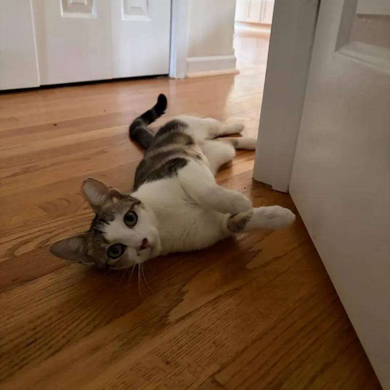Mouse thumbnail 3
