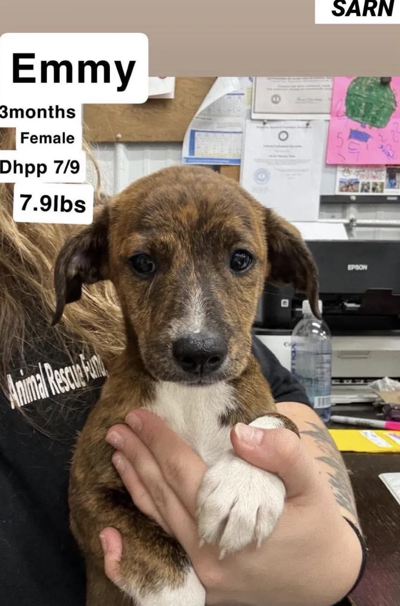 A baby medium-sized female Brindle Greyhound dog named Emmy for adoption in Wonder Lake, IL