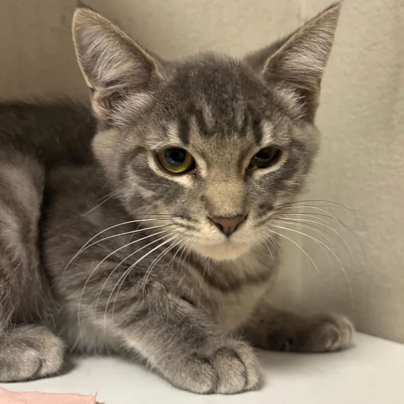 A baby small-sized female Gray / Blue / Silver Domestic Short Hair cat named Maggie for adoption in Yuma, AZ