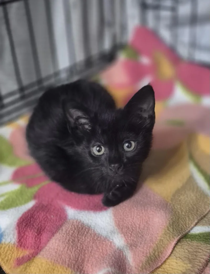 A baby medium-sized female Black Domestic Short Hair cat named Luna for adoption in Los Angeles, CA