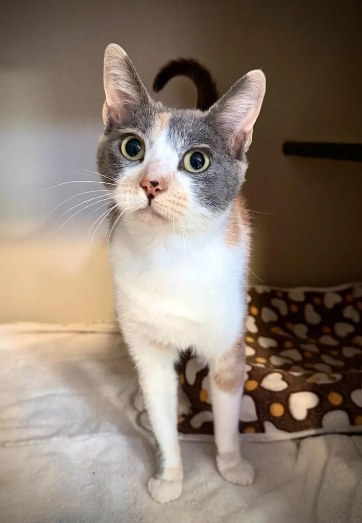 A young small-sized female Domestic Short Hair cat named Kaia for adoption in Los Angeles, CA