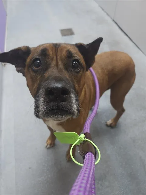 An adult large-sized male Black Mouth Cur dog named Claude for adoption in Houston, TX