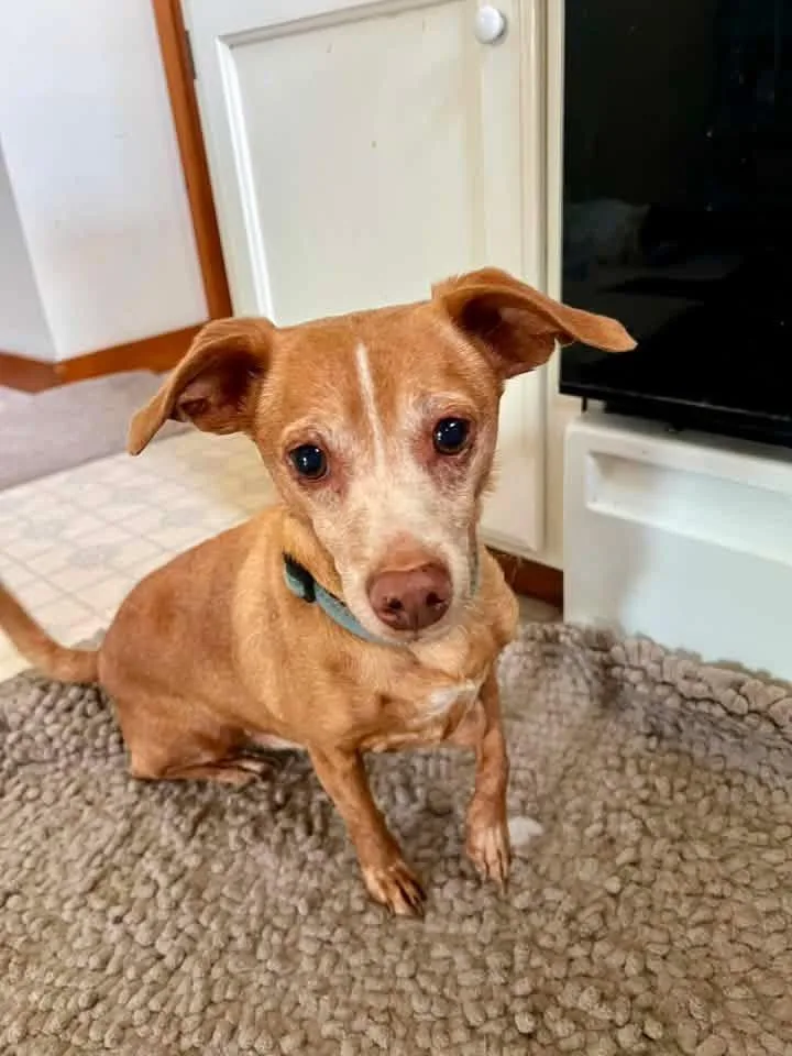 A senior small-sized male Apricot / Beige Chihuahua dog named Auggie for adoption in Manhattan, KS