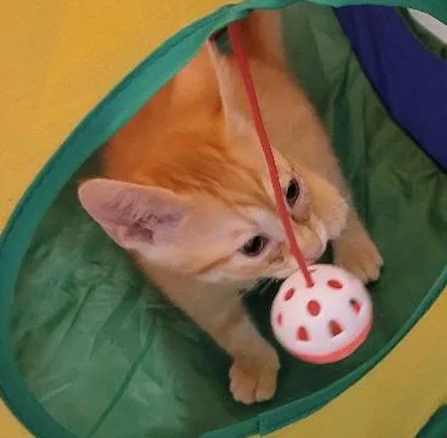 A young medium-sized male Orange / Red Domestic Short Hair cat named Prince for adoption in Oakland Park, FL