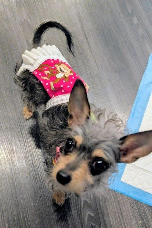 A baby small-sized female Chihuahua dog named Janine for adoption in Evanston, IL