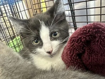 A baby small-sized male Domestic Short Hair cat named Banjo for adoption in West Chester, PA