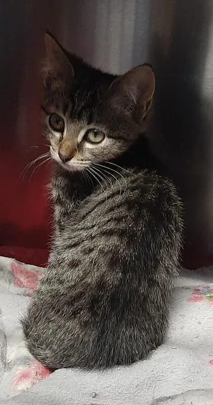 A baby medium-sized female Tabby (Brown / Chocolate) Domestic Short Hair cat named Tennille for adoption in Georgetown, OH